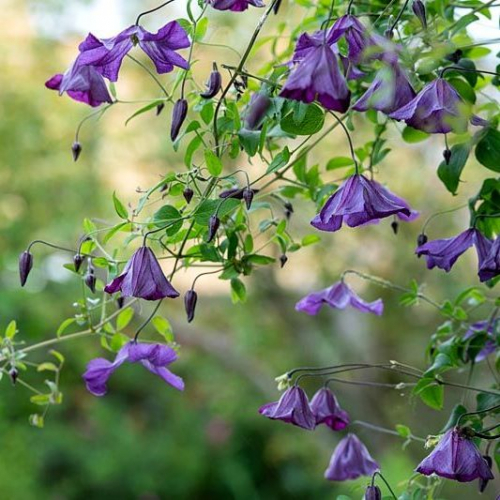 Clematis Little Bas