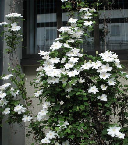 Clematis Madame Le Coultre