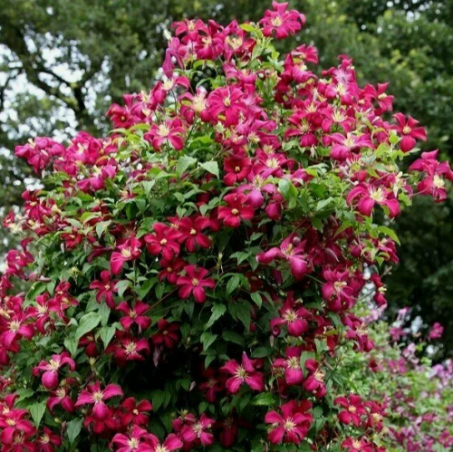 Clematis Madame Jules Correvon