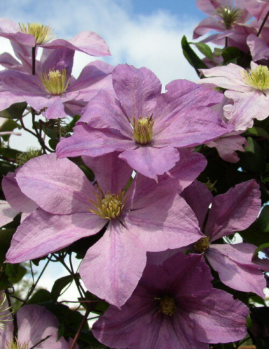 Clematis Madame Baron Veillard