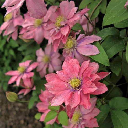 Clematis Little Mermaid
