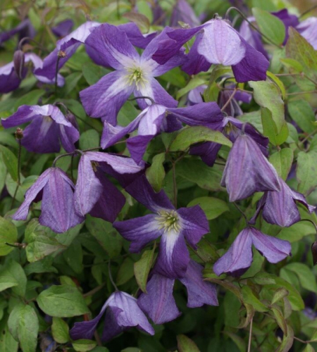 Clematis Little Bas