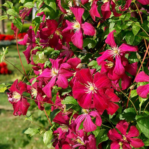 Clematis Madame Jules Correvon