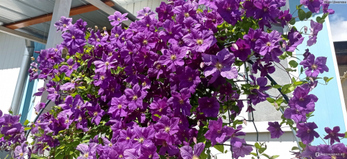 Clematis Luther Burbank