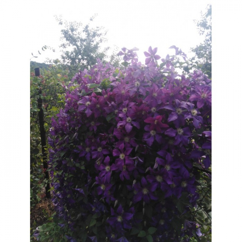 Clematis Luther Burbank