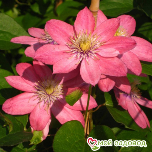 Clematis Little Mermaid