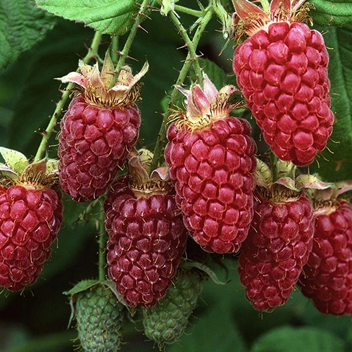 Малина ремонтантная Рубиновое ожерелье