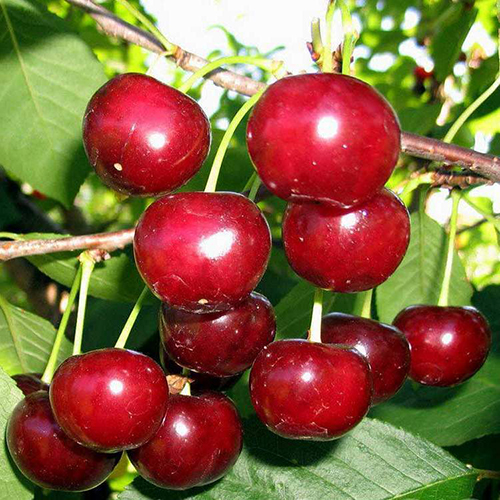 Дюк (гибрид черешни и вишни) Эффектная