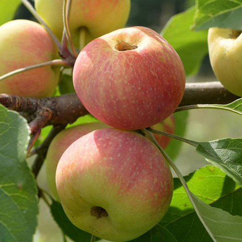 Яблоня на семенном подвое Коробовка