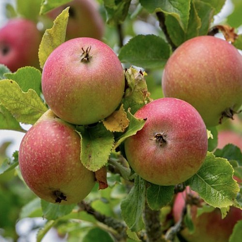 Яблоня на семенном подвое Грушовка Московская