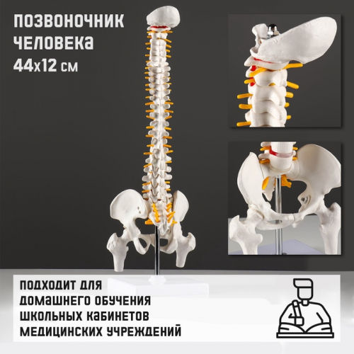 Анатомическая модель «Макет позвоночника человека», 44×12 см