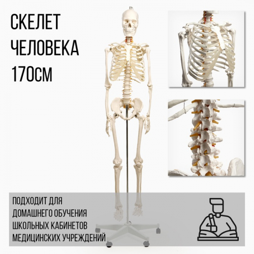 Анатомическая модель «Макет скелета взрослого человека», 170 см