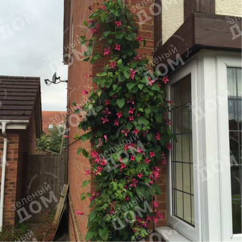 Clematis Princess Diana