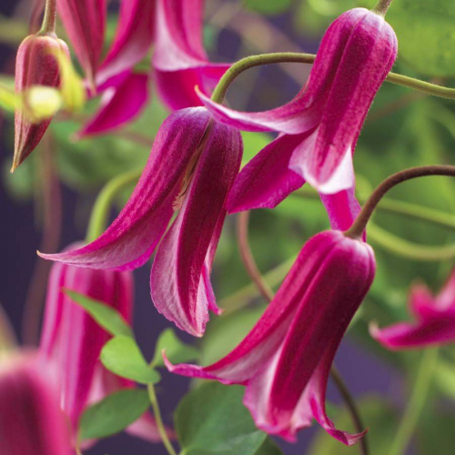 Clematis Princess Diana