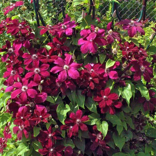 Clematis Westerplatte