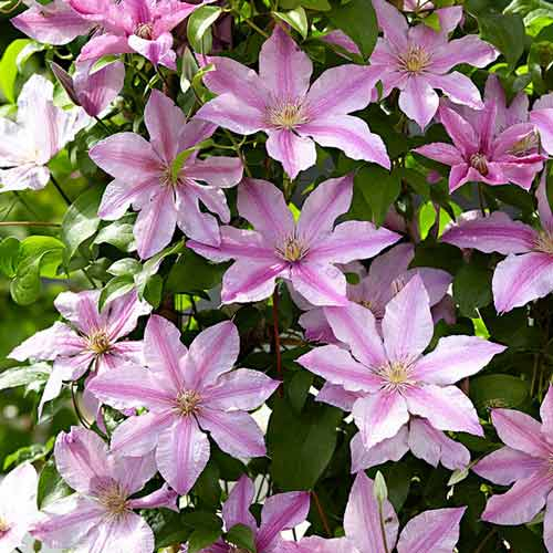 Clematis Pink Fantasy