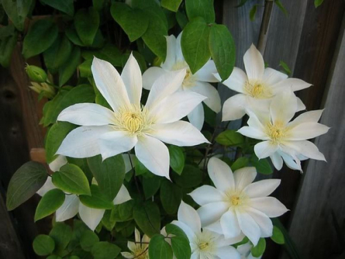 Clematis Wadas Primrose