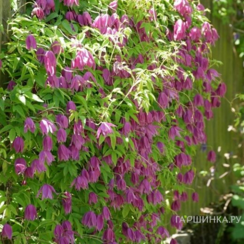 Clematis Ruby