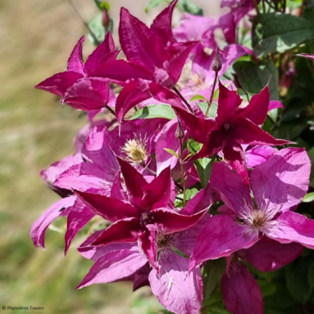 Clematis SAPHYRA Nancy