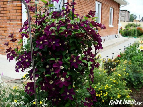 Clematis Rouge Cardinal