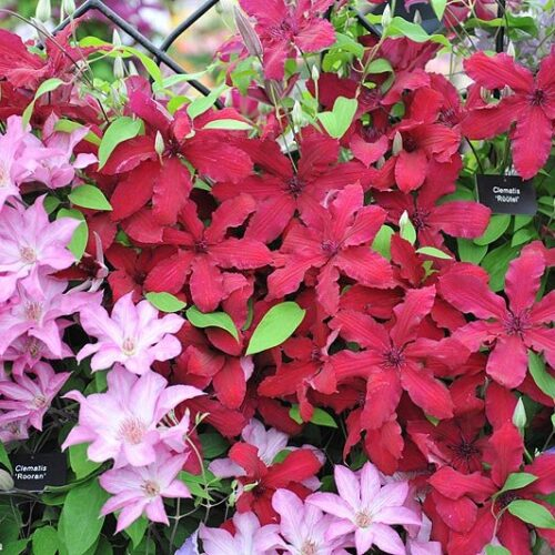 Clematis Ruutel