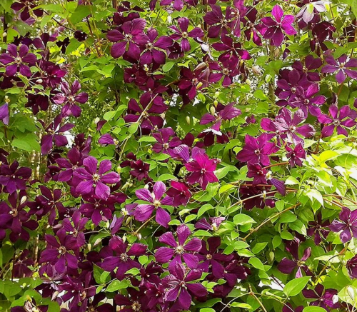 Clematis Södertälje