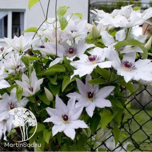 Clematis Snow Queen