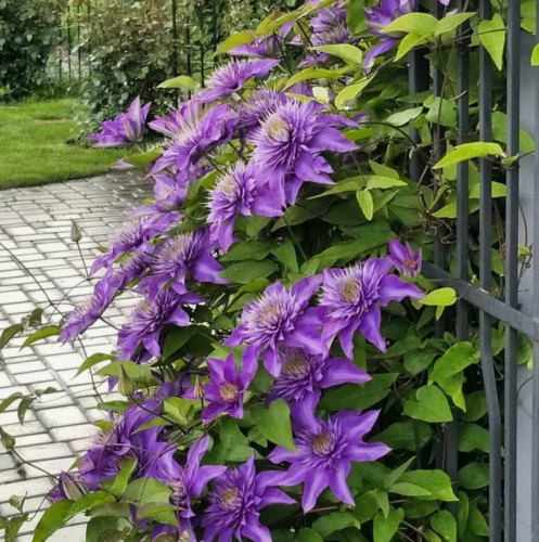 Clematis Multi Blue