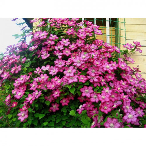 Clematis Ville de Lyon