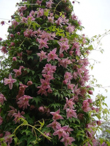 Clematis Markhams Pink