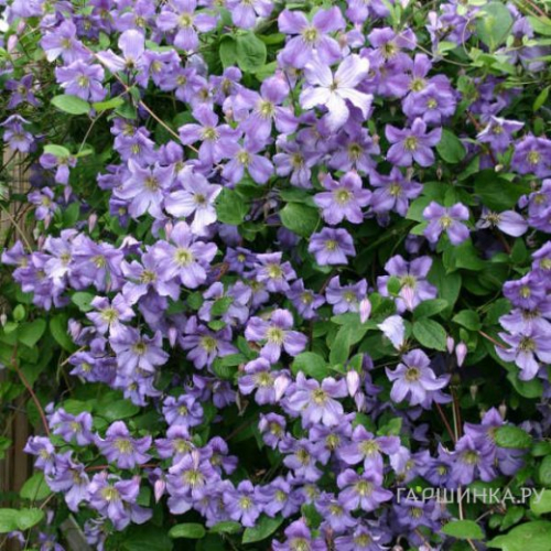 Clematis Prince Charles