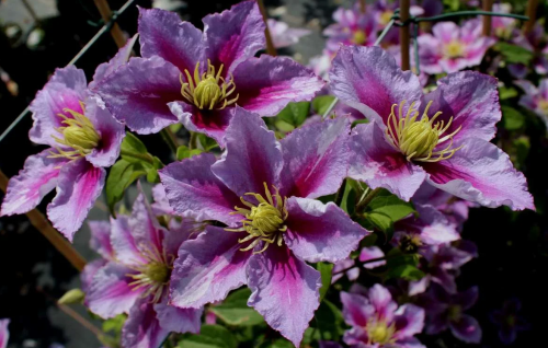 Clematis Piilu