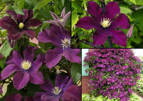 Clematis Warszawska Nike