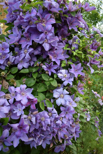 Clematis Minister