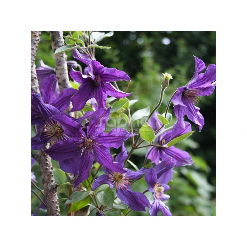 Clematis SAPHYRA Violetta
