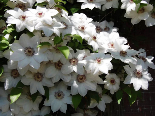 Clematis Miss Bateman