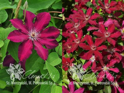 Clematis Stasik
