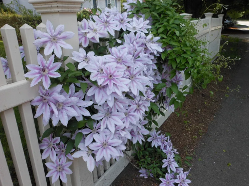 Clematis Nelly Moser