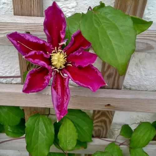 Clematis Varenne