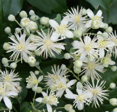 Clematis vitalba