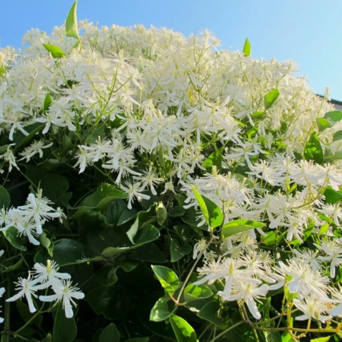Clematis terniflora