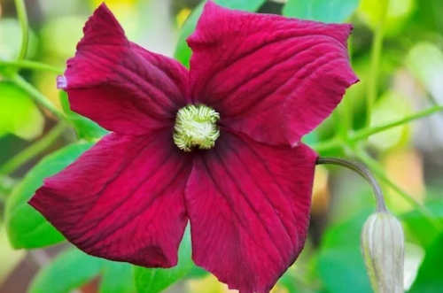 Clematis Vitiwester
