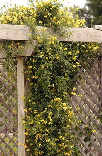 Clematis tangutica