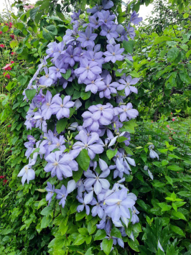 Clematis Mrs Cholmondeley