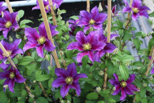 Clematis Varenne