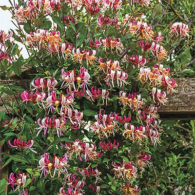 Lonicera periclymenum Serotina