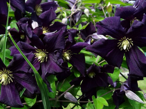 Clematis Romantika