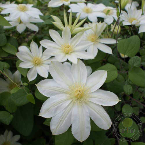 Clematis Wadas Primrose