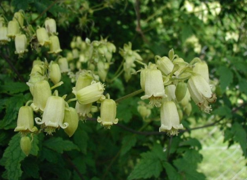 Clematis rehderiana
