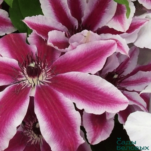 Clematis Pamina
